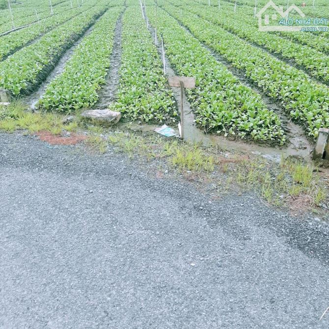 Bán đất (5x36m) đường nhựa gần Công ty Shilla Glovis, Phường Long Hòa, TP Gò Công, TG - 2