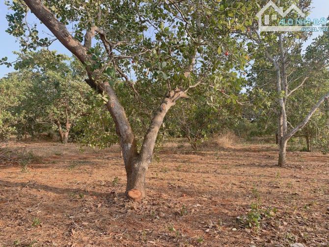 Bán khoảng 5 sào (5050m2) đất Sông Xoài, thị xã Phú Mỹ, BRVT. - 2
