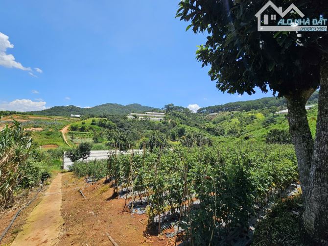 Chủ cần bán đất nông nghiệp mimosa, p10, tp Đà Lạt. 2400m²  Sổ riêng nông nghiệp 11ty - 1