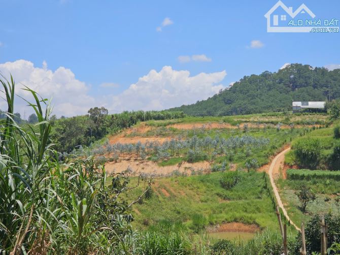 Chủ cần bán đất nông nghiệp mimosa, p10, tp Đà Lạt. 2400m²  Sổ riêng nông nghiệp 11ty - 2