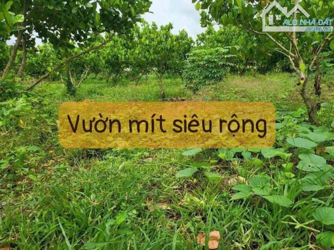 VƯỜN MÍT 5.500M2  PHƯỚC LONG THỌ - NGAY HÔNG KHU CÔNG NGHIỆP ĐẤT ĐỎ DT 5.500M2 GIÁ 3 tỷ400 - 2