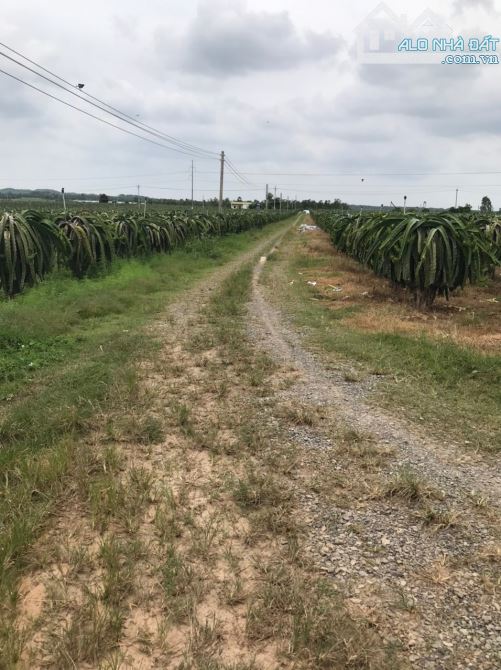 Bán 25ha đất trồng Thanh Long mặt tiền đường Hòn Dồ - xã Thuận Quý giá đầu tư - 3