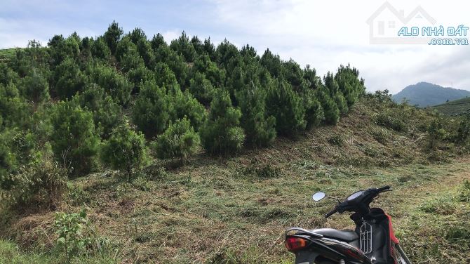 4 sào đồi thông Bảo Lộc, sẵn ao, view thoáng toàn cảnh.