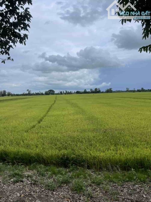 Bán đất Ruộng 2 mặt Tiền lộ Bốn Tổng  27670m2  Vị trí : Ấp đông hiển, xã đông thuận Tp Ct - 1