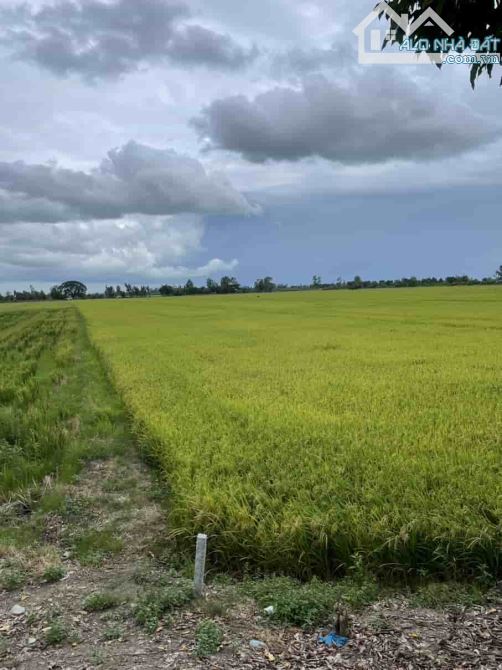 Bán đất Ruộng 2 mặt Tiền lộ Bốn Tổng  27670m2  Vị trí : Ấp đông hiển, xã đông thuận Tp Ct - 2