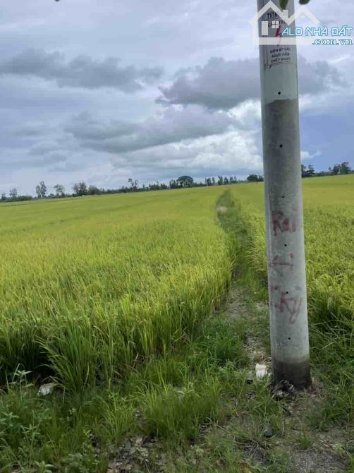 Bán đất Ruộng 2 mặt Tiền lộ Bốn Tổng  27670m2  Vị trí : Ấp đông hiển, xã đông thuận Tp Ct - 3