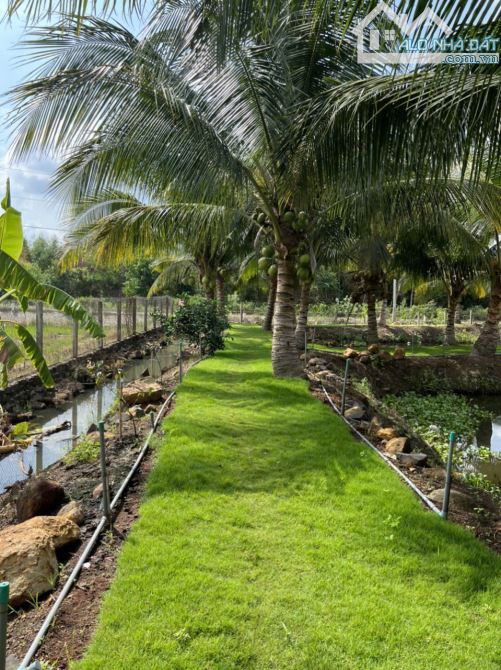 BÁN NHÀ VƯỜN VỚI AO CÁ VÀ VƯỜN TRÁI CÂY TUYỆT ĐẸP, VIEW RUỘNG LÚA, CÁCH BIỂN CHỈ 10 PHÚT - 7