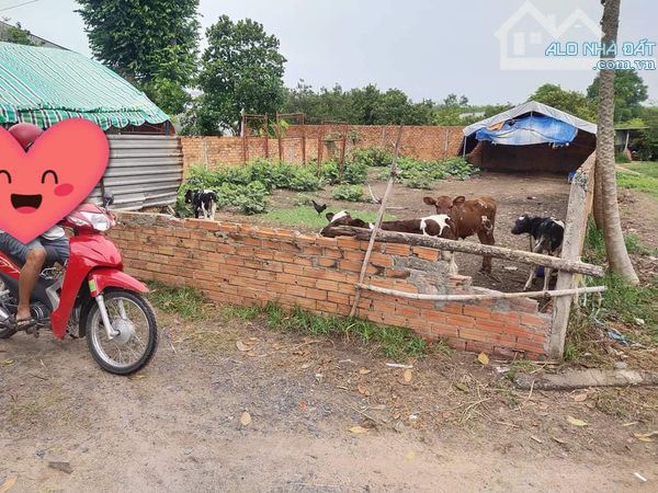 Cần Tiền Đóng Viện Phí Anh Mãi Cần Bán Nhanh Lỗ Đất Này Gía Cắt Lỗ