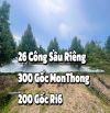 Hơn 26 Công Sầu Riêng Hơn 4 năm tuổi 500 Gốc Giáp Ranh Cần Thơ