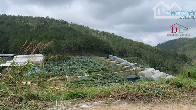 🏞⛺️🏡 ĐẤT NÔNG NGHIỆP HÙNG VƯƠNG - VIEW RỪNG THÔNG CỰC ĐẸP - OTO TẬN NƠI - CHỈ HƠN 2 TỶ - 3