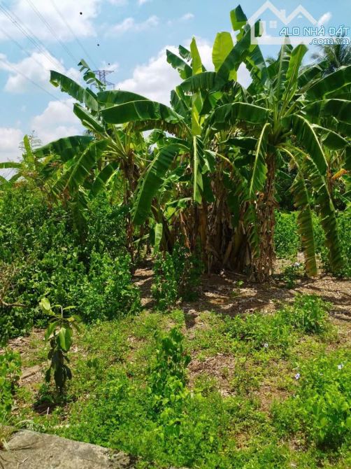 Bán đất Sơn Đông có thổ cư gần đường Cầu Rạch miễu 2 - Tp Bến Tre - 4