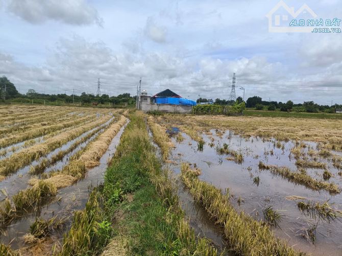 Đất nông nghiệp đường Hoàng Phan Thái, xã Bình Chánh, huyện Bình Chánh, TP.HCM - 4