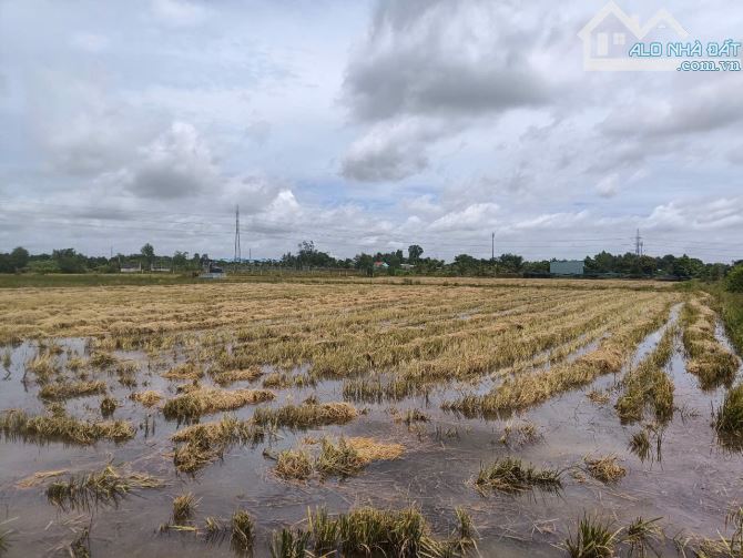 Đất nông nghiệp đường Hoàng Phan Thái, xã Bình Chánh, huyện Bình Chánh, TP.HCM - 5