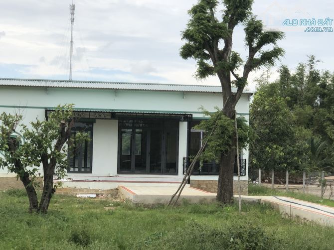 Long Mỹ phước hải, 1800m2, ngang 22 sâu 80, có 260 thổ cư, có nhà vườn đẹp gần biển - 3