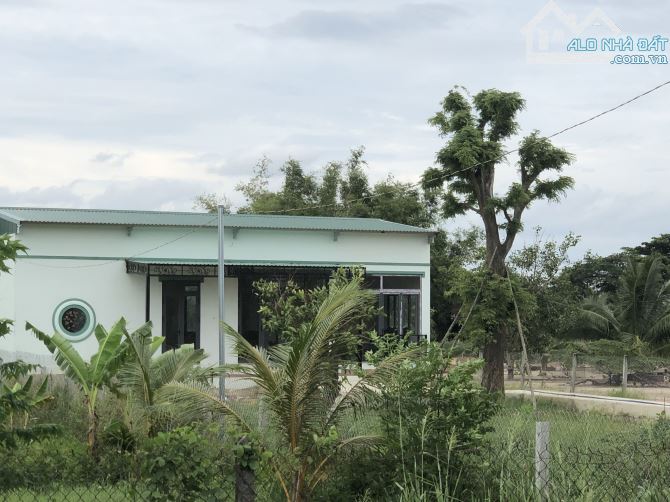 Long Mỹ phước hải, 1800m2, ngang 22 sâu 80, có 260 thổ cư, có nhà vườn đẹp gần biển - 4