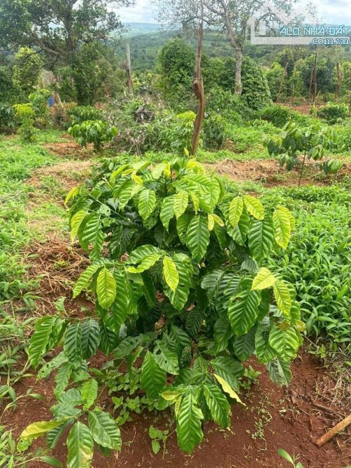 NỢ NGÂN HÀNG BÁN GẤP lô rẫy đất đỏ bazan màu mỡ_Gần 2,2Ha - GIÁ CHỈ 55 TRIỆU/SÀO - 2