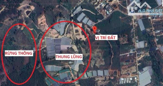 🏞⛺️🏡 GIẢM SÂU GIÁ VỐN - ĐẤT XD 262M2 - ĐƯỜNG OTO TRÁNH NHAU - VIEW RỪNG THÔNG VĨNH VIỄN - 3
