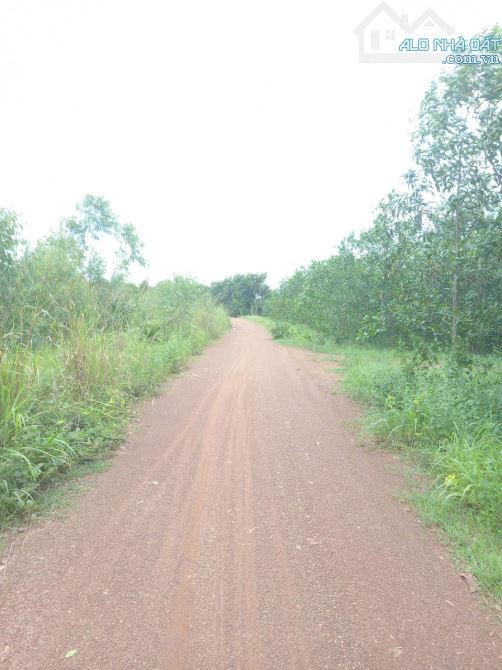 40 hecta View Sông  dài 1km , nước quanh năm, có vườn trái cây, cách QL1A 2,5km - 1