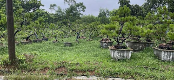 SIÊU PHẨM ĐẤT NỀN KIỆT Ô TÔ NGUYỄN VIẾT XUÂN THÔNG CAO BÁ ĐẠT, THỦY PHƯƠNG, HUẾ - 1