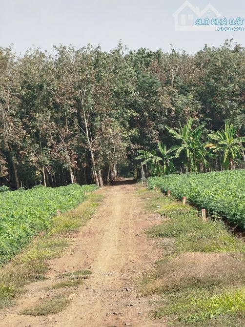 Chuyển về quê sống, bé em cần bán lại 2 công đất tại Châu Thành, Tây Ninh - 2