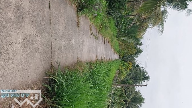 Bán đất vườn dừa gần cầu rạch cát xã Đại phúc