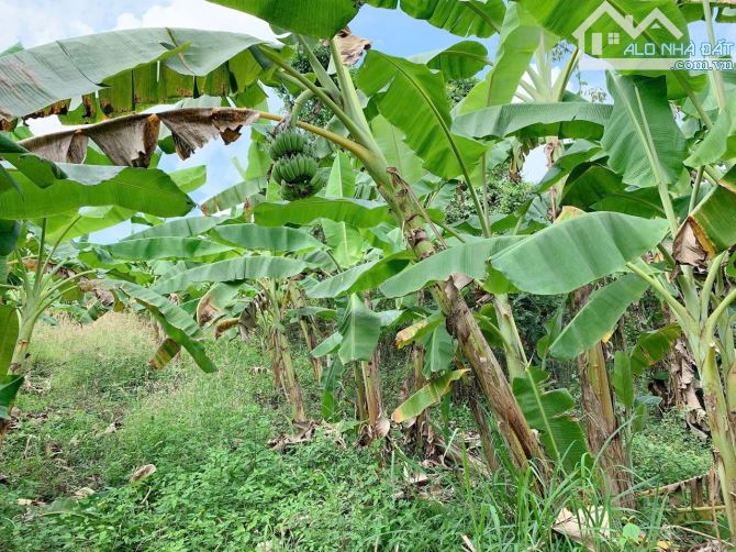 Bán khoảng 1 mẫu (9975m2) đất Bàu Chinh, huyện Châu Đức, BRVT. - 1