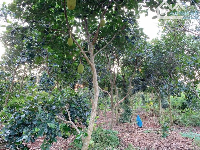 Bán khoảng 1 sào 5 (1504m2) đất Đá Bạc, huyện Châu Đức, BRVT. - 1