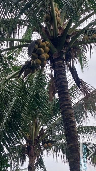 Bán đất vườn dừa gần cầu rạch cát xã Đại phúc - 2