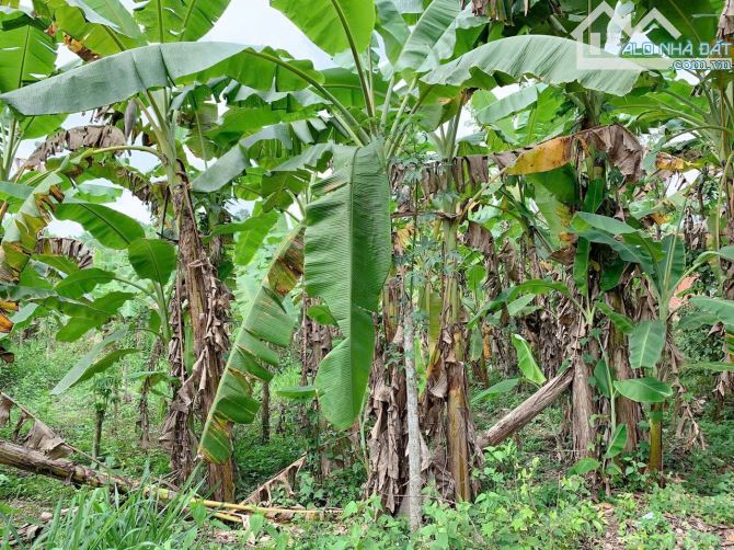 Bán khoảng 1 mẫu (9975m2) đất Bàu Chinh, huyện Châu Đức, BRVT. - 2