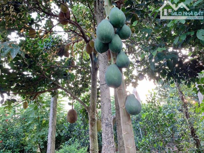 Bán khoảng 1 sào 5 (1504m2) đất Đá Bạc, huyện Châu Đức, BRVT. - 2