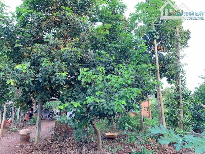Bán khoảng 1 sào 5 (1504m2) đất Đá Bạc, huyện Châu Đức, BRVT. - 3