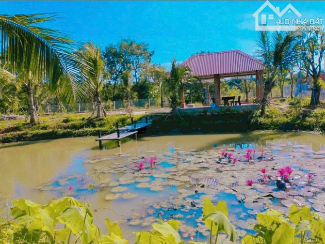 NHÀ VƯỜN VIEW SUỐI BAO QUANH, SẴN THỔ CƯ VỚI VƯỜN CÂY ĂN TRÁI, AO SEN NUÔI CÁ TUYỆT ĐẸP - 7