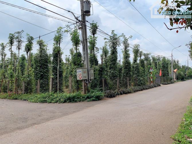 Bán khoảng 4 sào 3 (4273m2) đất Xà Bang, huyện Châu Đức, BRVT. - 1