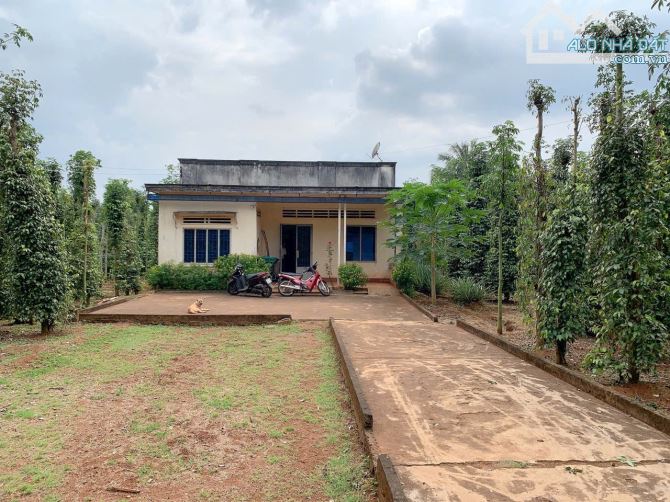 Bán khoảng 4 sào 3 (4273m2) đất Xà Bang, huyện Châu Đức, BRVT. - 3