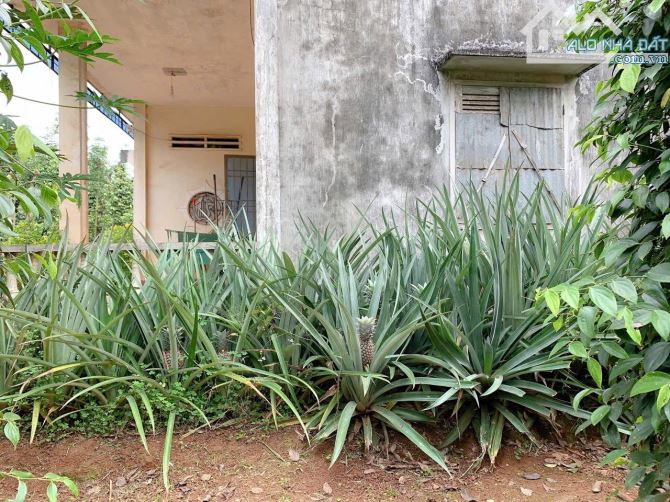 Bán khoảng 4 sào 3 (4273m2) đất Xà Bang, huyện Châu Đức, BRVT. - 5