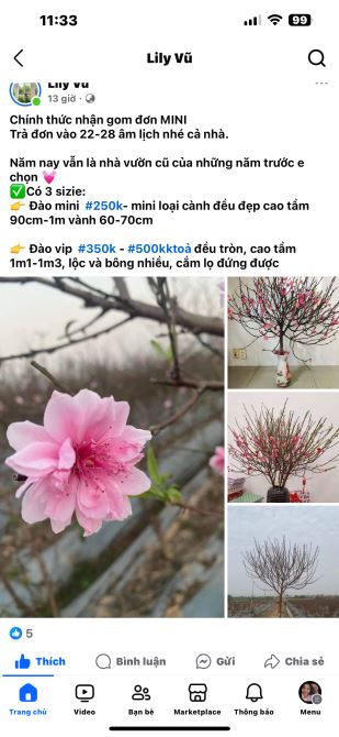 🎉🎉VILLA MẶT TIỀN 16M _ CẠNH BIỂN NGUYỄN TẤT THÀNH_ CÓ HỒ BƠI_ CẠNH MIKAZUKI - 9