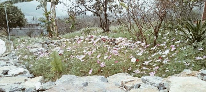Bán Đất View Đẹp Tại Khu Du Lịch Cộng Đồng Tổ Vặt Hồng, P. Mường Sang, TX Mộc Châu