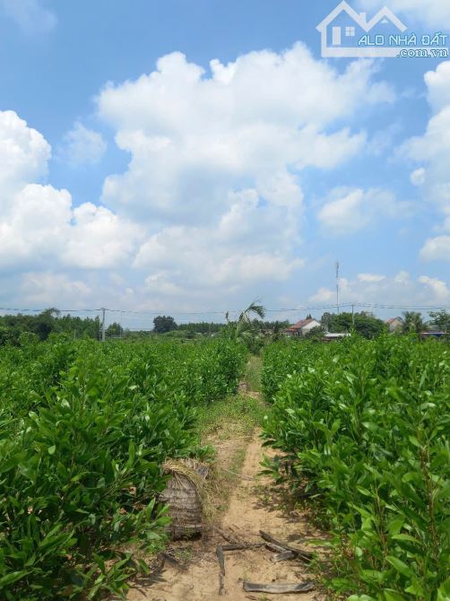 1 hecta View Sông mặt tiền QL1A  có 100m2 thổ cư.