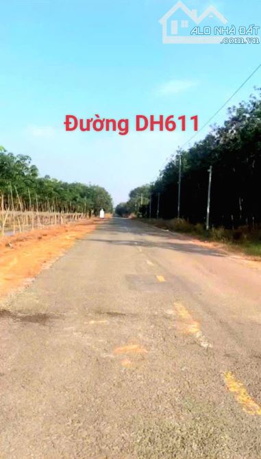 BÁN ĐẤT MẪU, MT DH611, LONG NGUYÊN, BÀU BÀNG, DT: 62x160, SHR, GIÁ 15 TỶ trong tết - 1