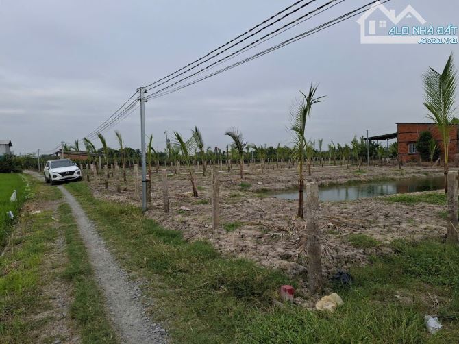 Bán 1000m2 lúa 225 triệu sát đường ôtô Thanh Phú Long châu thành Long An rẽ ngộp - 1