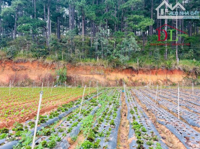 4610 🏞⛺️🏡 TUYỆT PHẨM LÔ ĐẤT 2HECTA MIMOSA - VIEW RỪNG THÔNG ĐIỆN GIÓ - 2 MẶT ĐƯỜNG OTO - 3