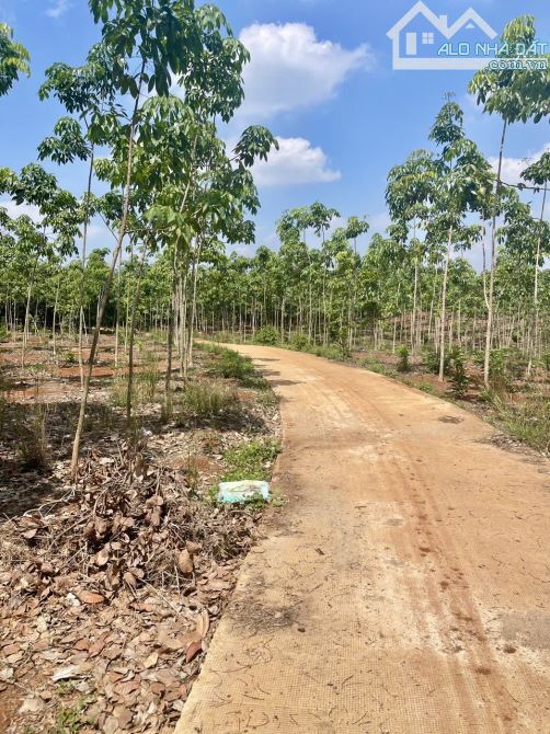 Hơn 7 sào Cao su Phú Riềng 110m mặt tiền giá 1 tỉ - 2