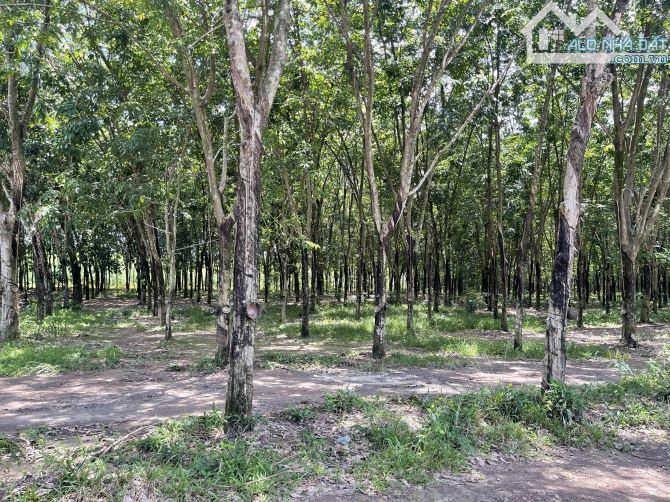 3.2ha Cao su Tiến Hưng Tp Đồng Xoài giá 2.850/Ha - 2