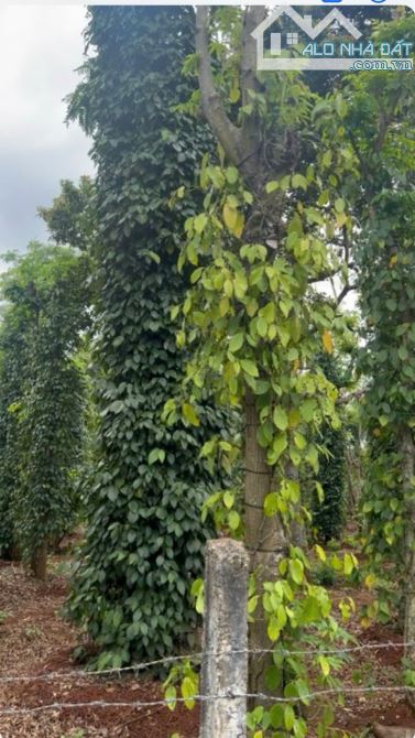 Một lô cà phê tơ đẹp mê ly, VIEW RUỘNG ! Gần đường tránh - 3