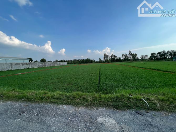 Bán đất đường 171 ( Hà Duy Phiên ) Bình Mỹ Củ Chi , 2257m2 ( 29,5 x 71 ) - 3