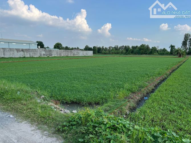 Bán đất đường 171 ( Hà Duy Phiên ) Bình Mỹ Củ Chi , 2257m2 ( 29,5 x 71 ) - 4