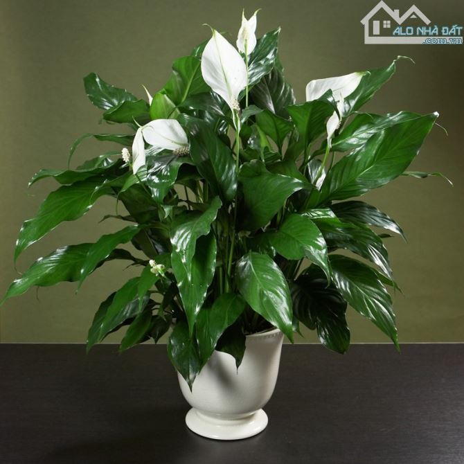 Bán nhà Kim Hoa: 22m2*4T chỉ 5 tỷ 3, đủ công năng, ngõ ba gác, trước nhà thoáng, gần phố, - 4