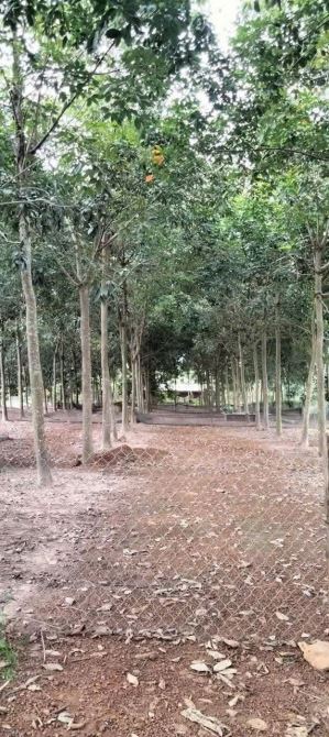 [TIỀM NĂNG SINH LỜI CAO] - Bán gấp lô đất 3.187m² chỉ 7XX Triệu - 4