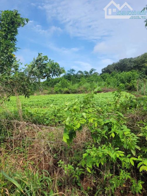 BÁN 1000M2 ĐẤT MT NHỰA VIEW HỒ SÔNG RAY TAI BÀU LÂM XUYÊN MỘC, GIÁ 850TR - 6