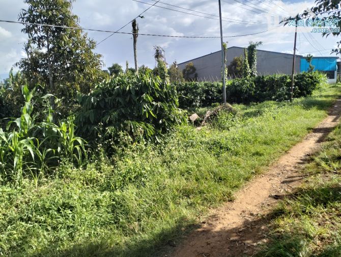 🎄🎄🎄BÁN 1,9 SÀO SẦU RIÊNG 5 NĂM ĐÃ BẮT ĐẦU CHO BÓI 🌳🌳